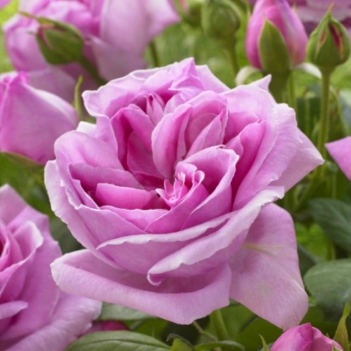Rosa 'Li Parfum' - Roos 'Li Parfum' C4/4L